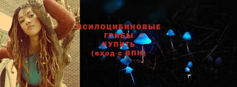 ссылка на мегу вход  дарнет шоп  Северск  Псилоцибиновые грибы Psilocybe 